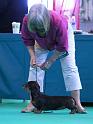 Crufts_dachshunds 991